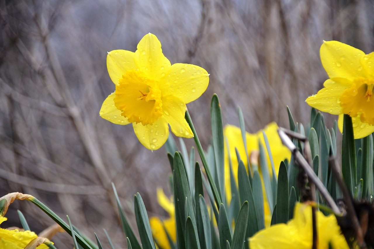 spring springtime daffodil free photo