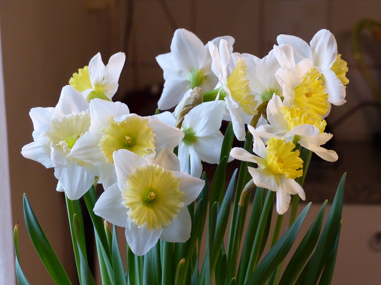 spring flowers white free photo