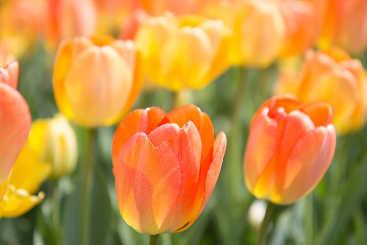 spring flowers tulip free photo