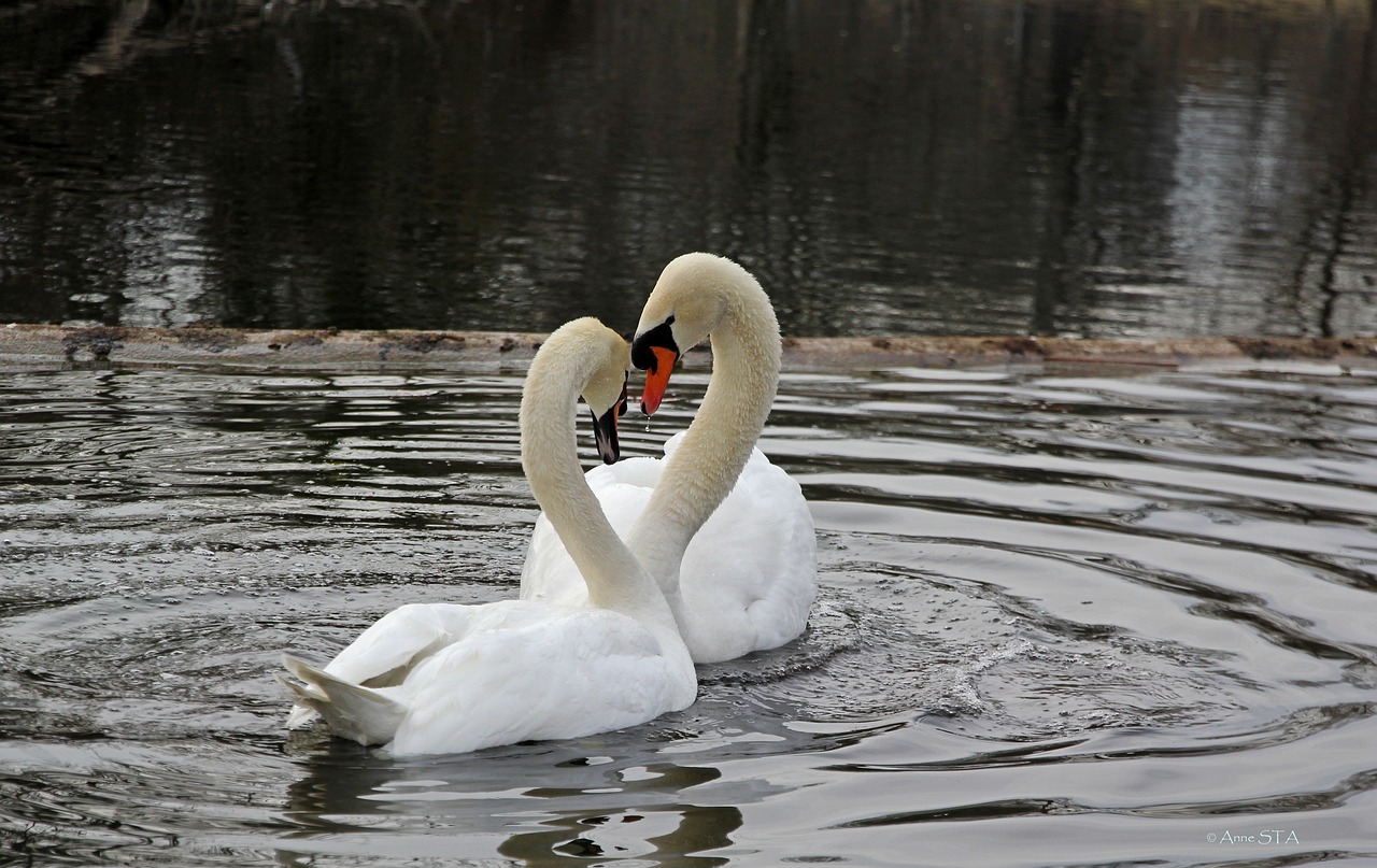 spring swans nature free photo