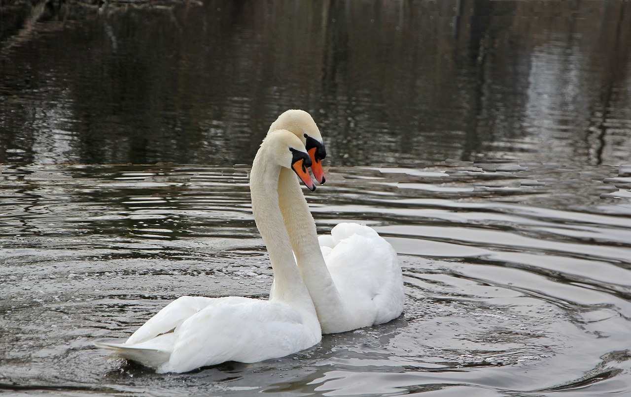 spring swans nature free photo