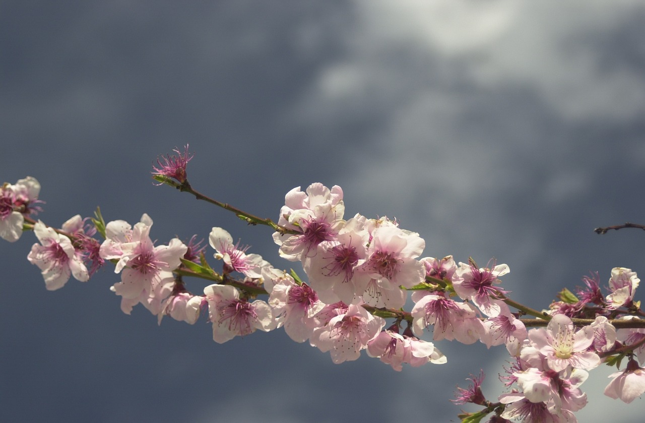 spring blossom flower free photo