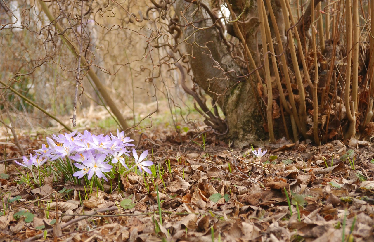 spring crocus purple free photo