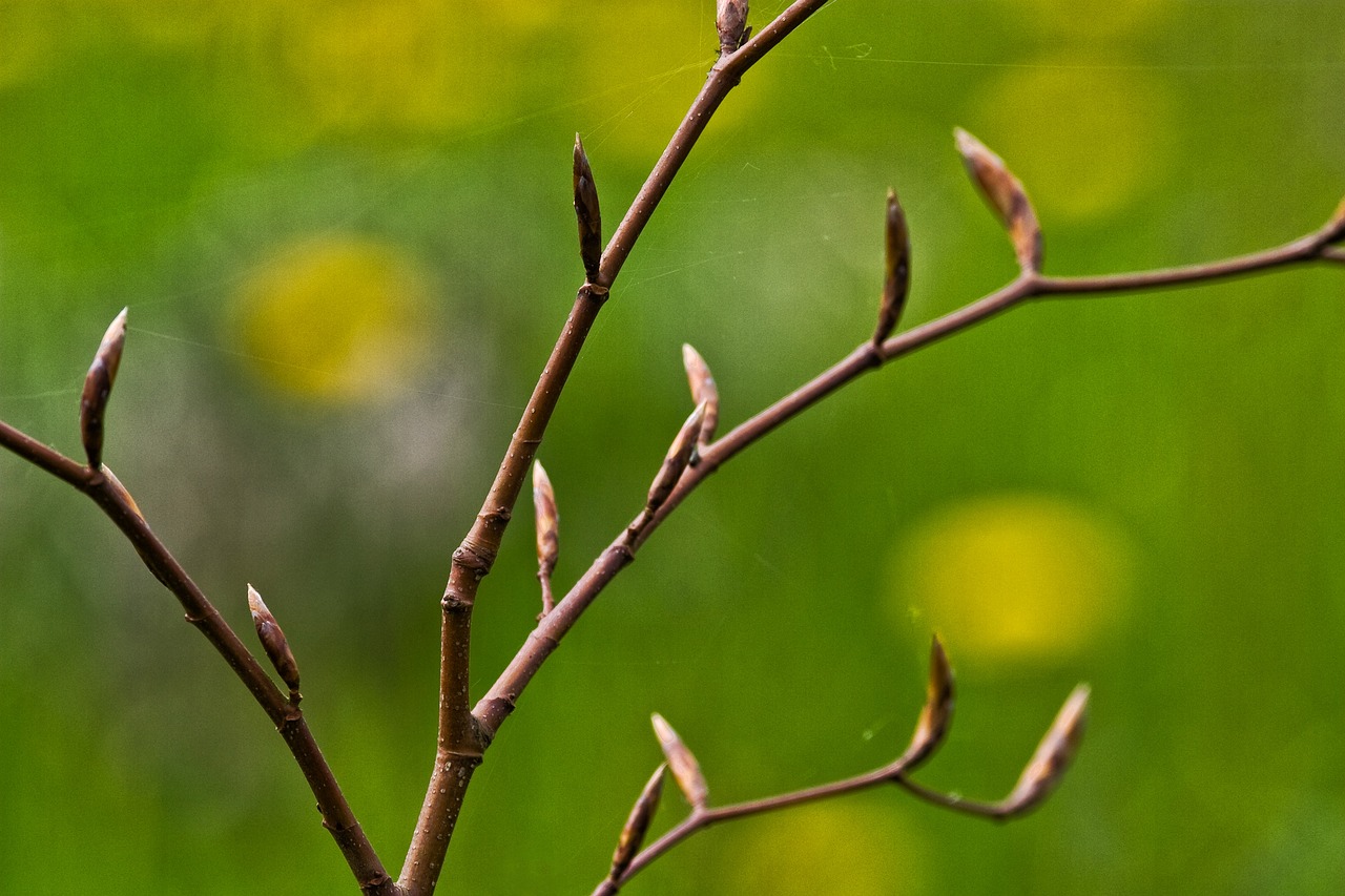 spring buds green free photo