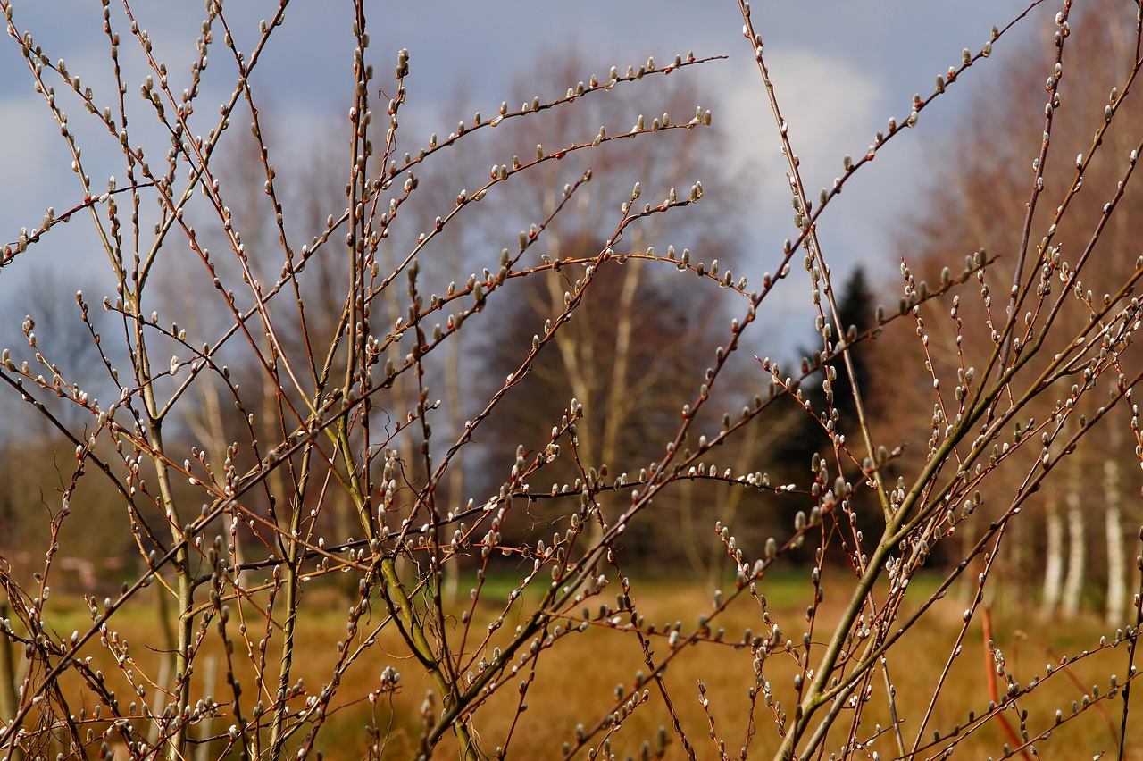 spring willow catkin pasture free photo