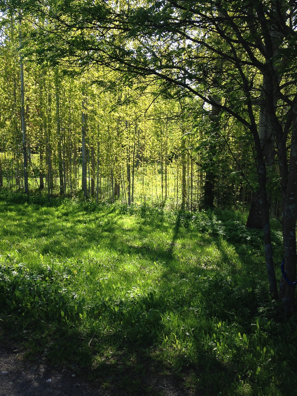 spring green birch free photo