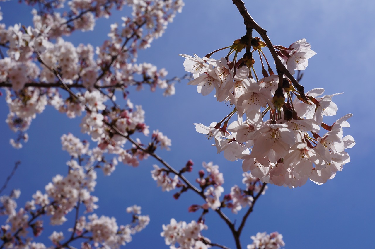 spring cherry blossom flowers free photo