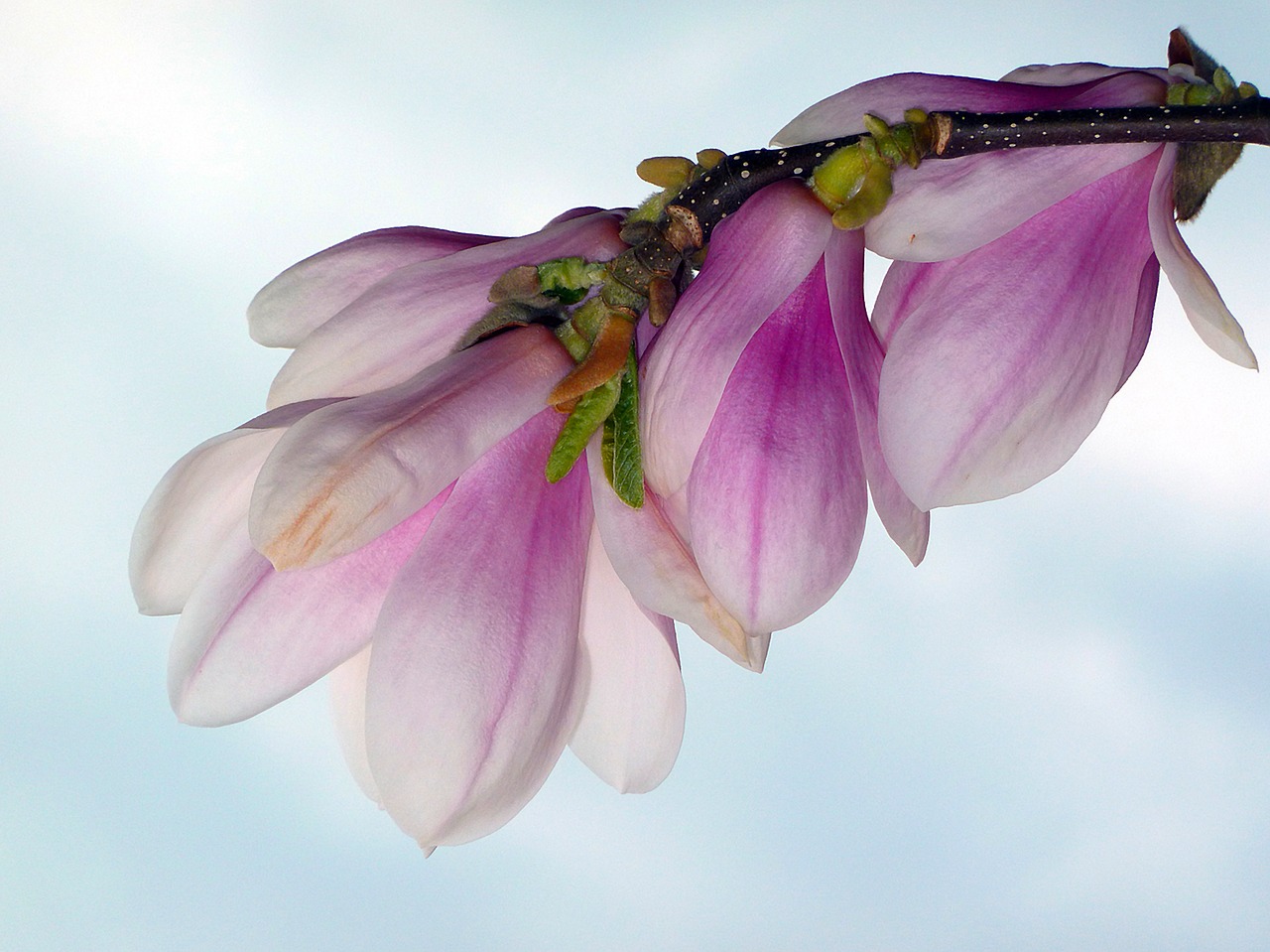 spring bud tree free photo