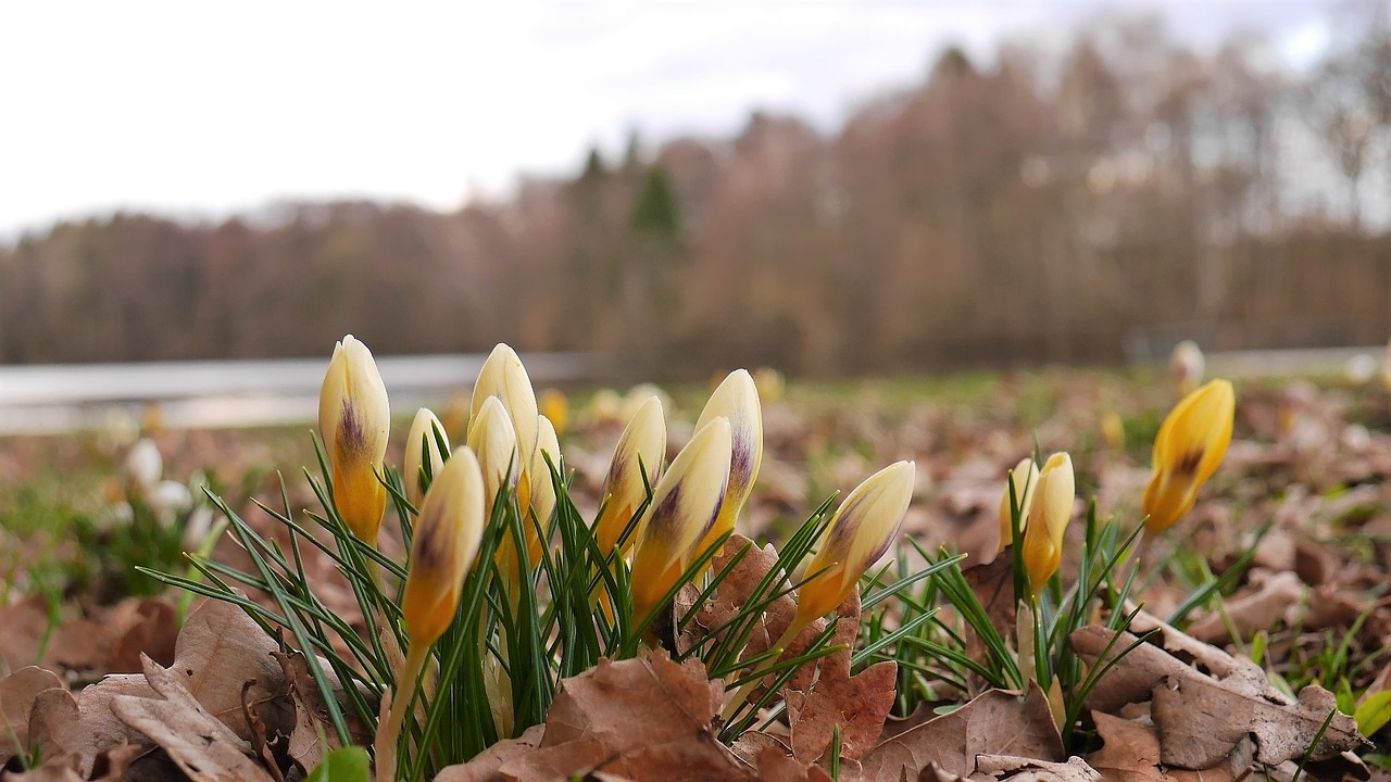 spring lake nature free photo