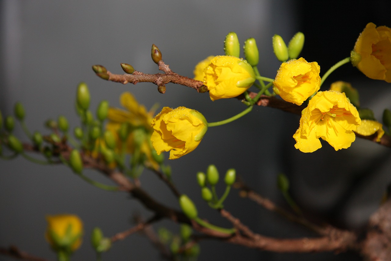 spring apricot blossom free photo