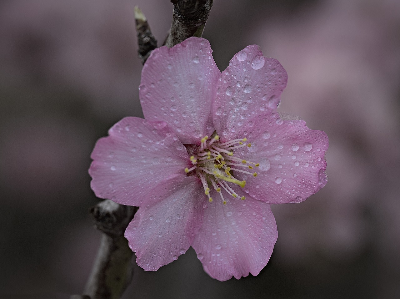 spring almond flower flowering free photo