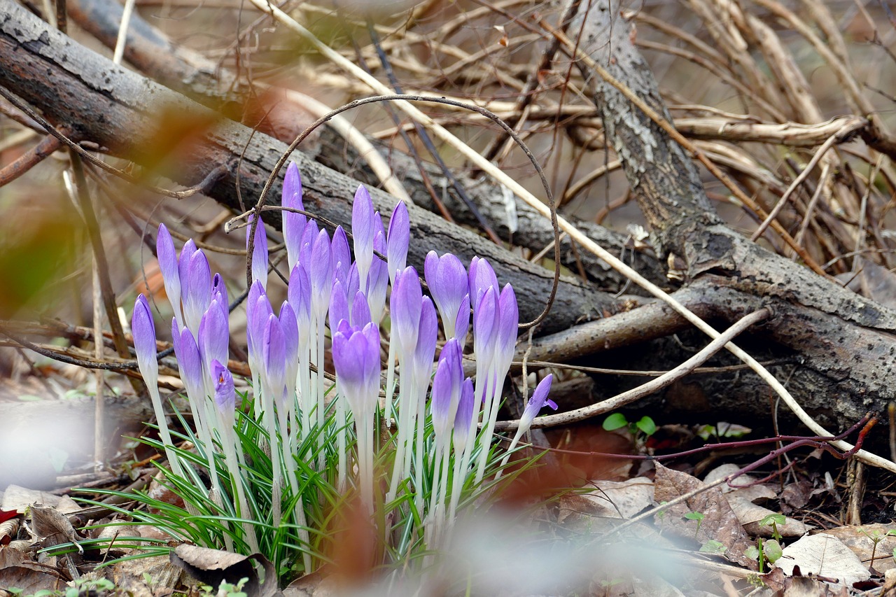 spring early bloomer crocus free photo