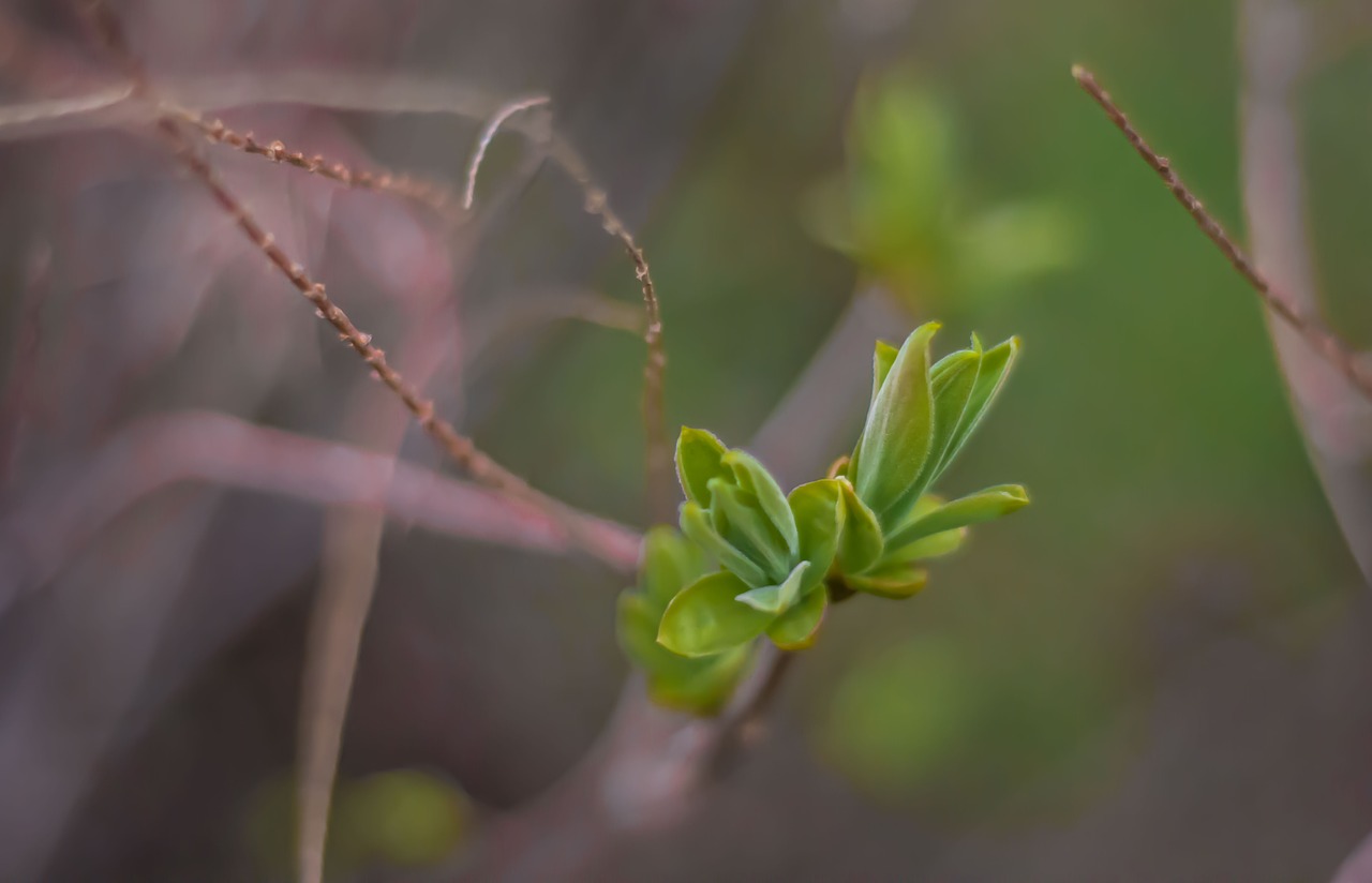 spring green nature free photo