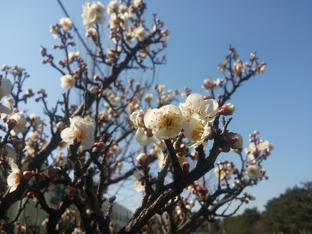 spring flowers sky free photo