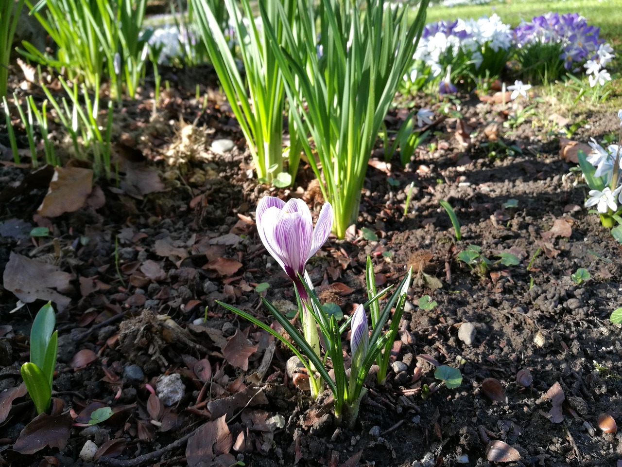 spring plant crocus free photo