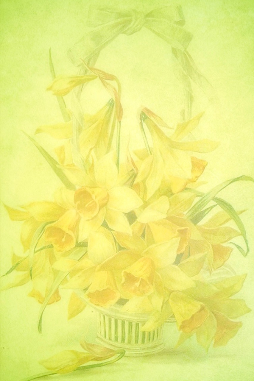 spring daffodils yellow free photo