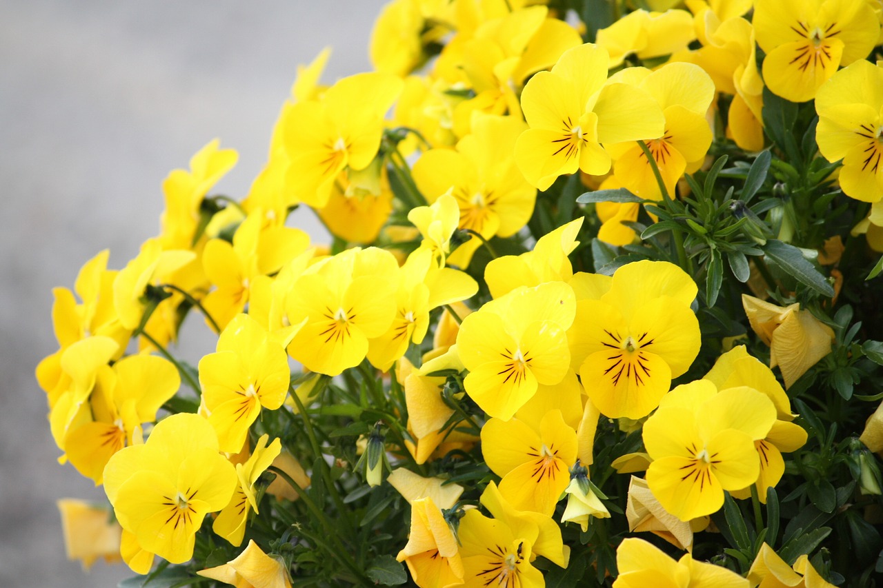 spring flowers yellow free photo