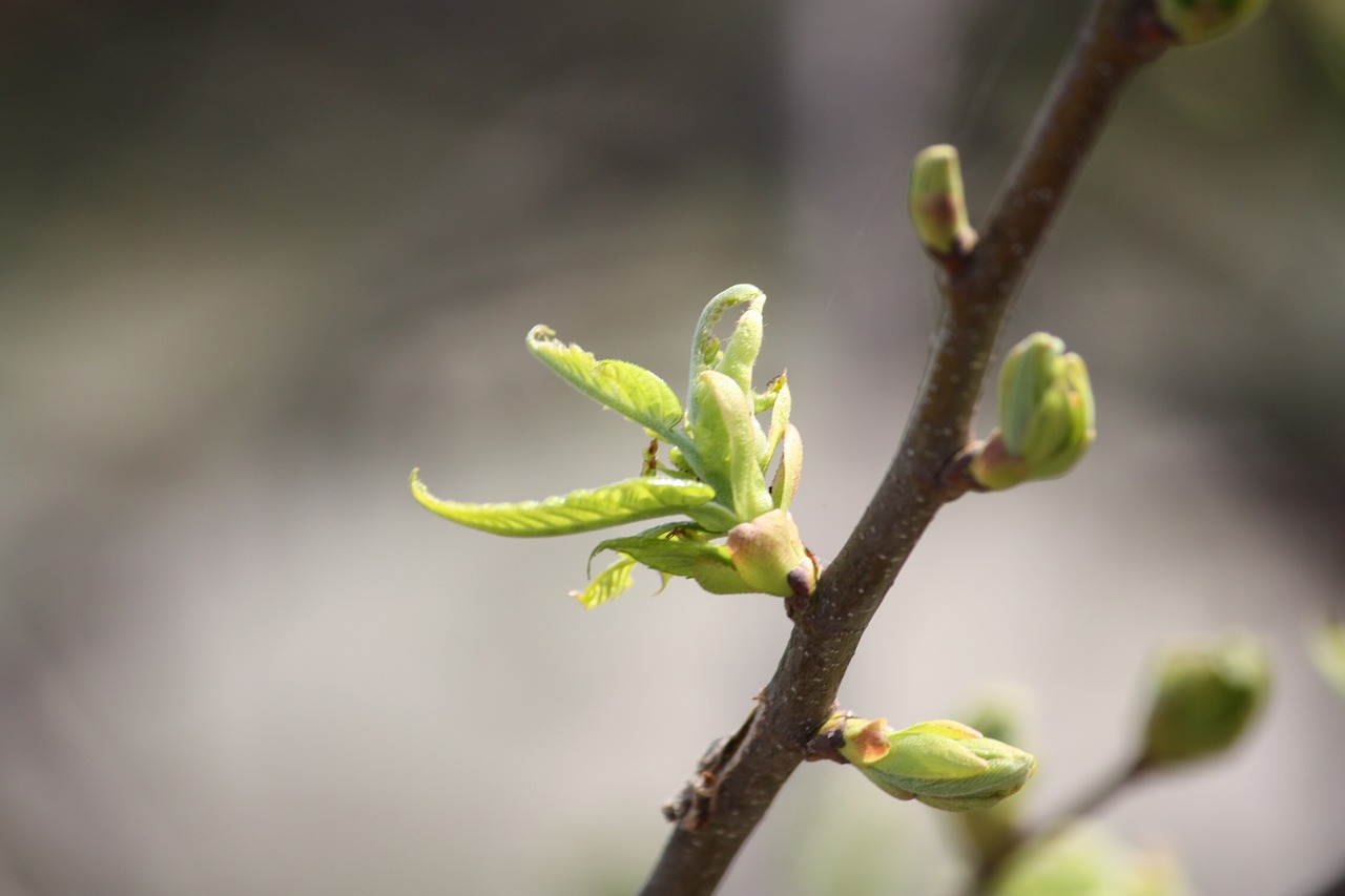 spring bud life force free photo