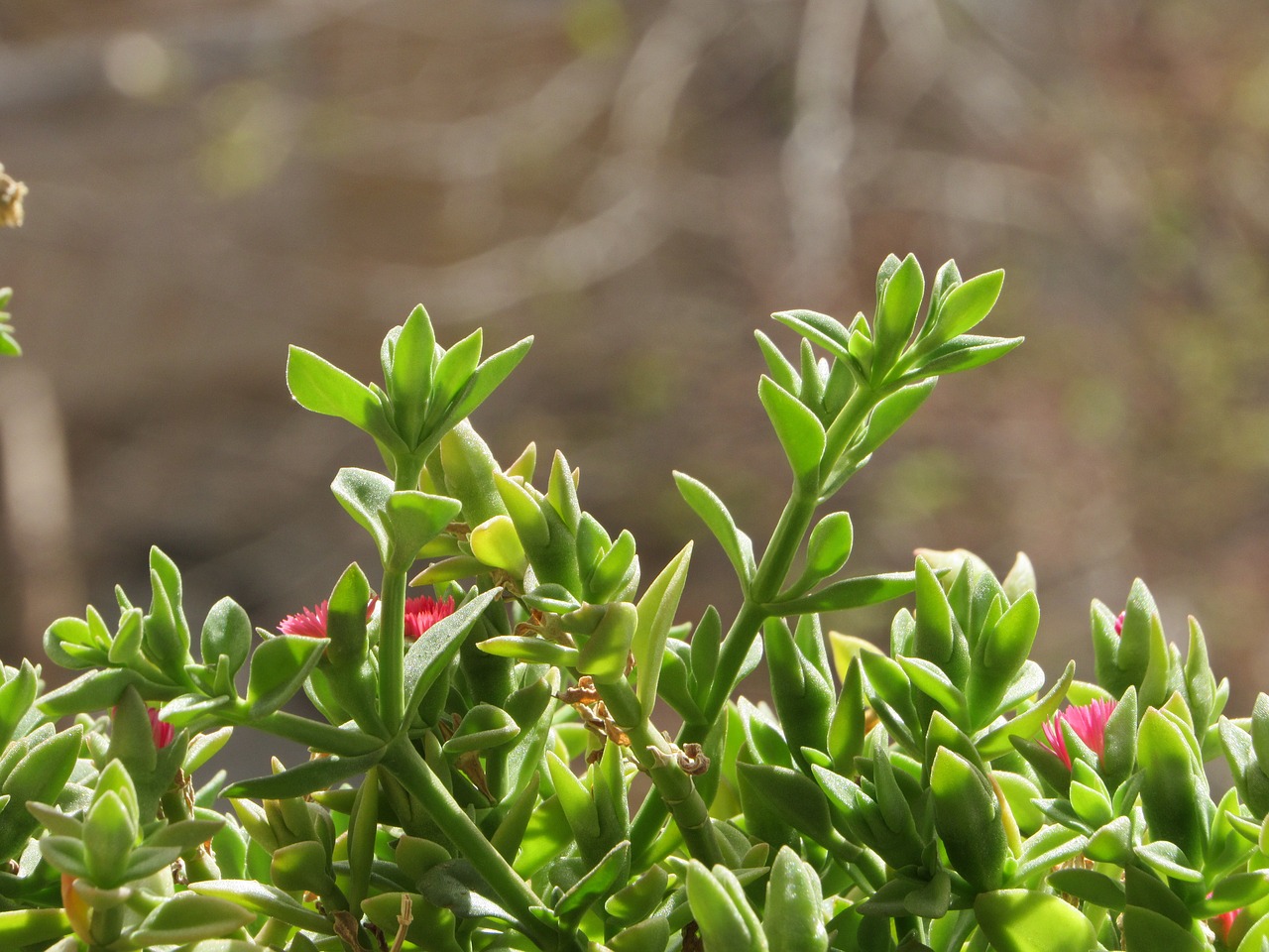 spring green green plant free photo