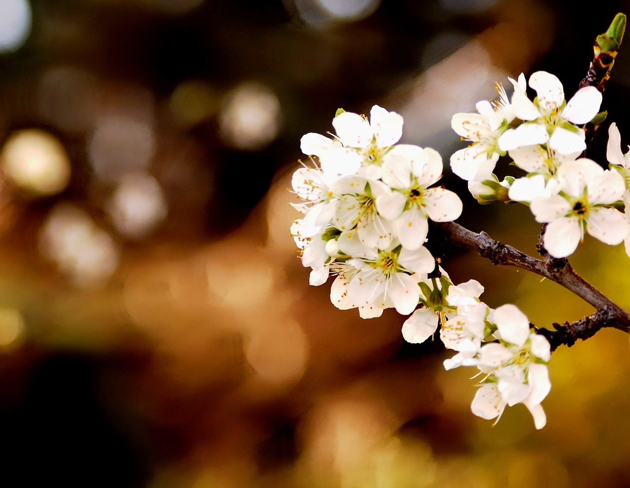 spring flowers white flowers free photo