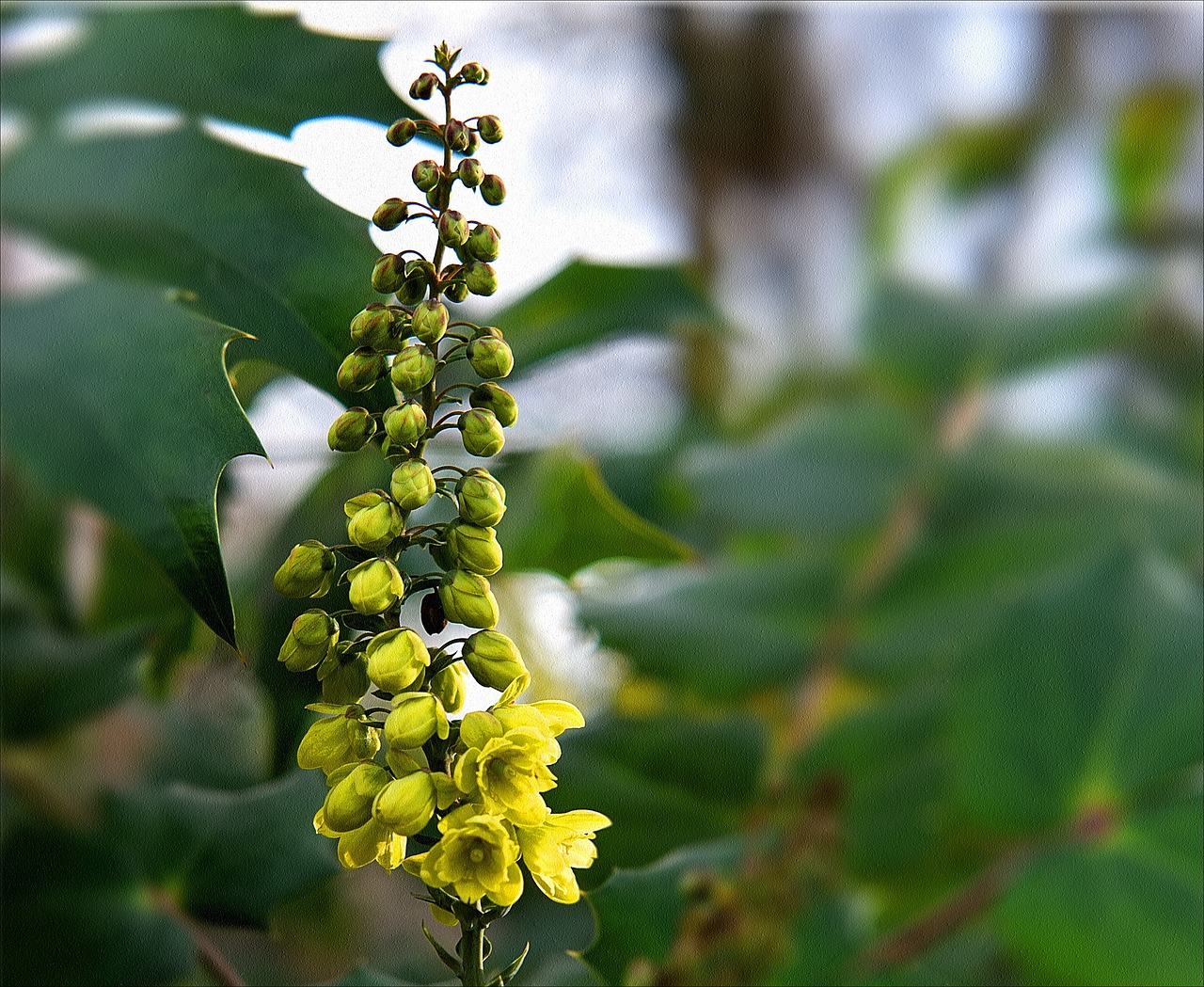 spring flowers yellow flower free photo