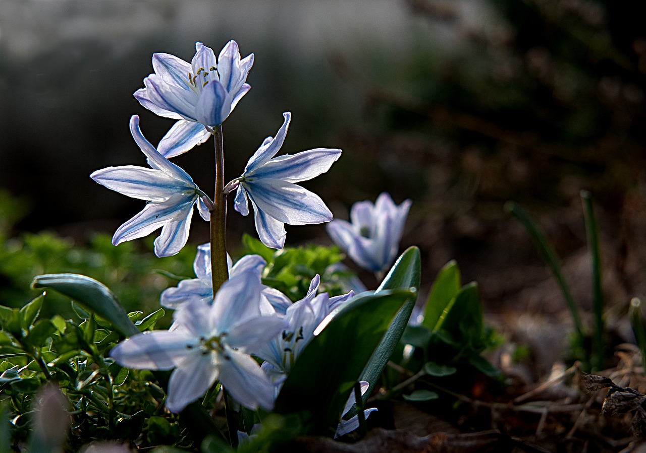 spring spring awakening harbinger of spring free photo