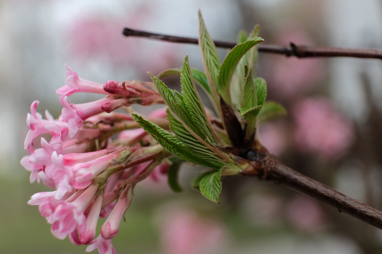 spring spring awakening harbinger of spring free photo