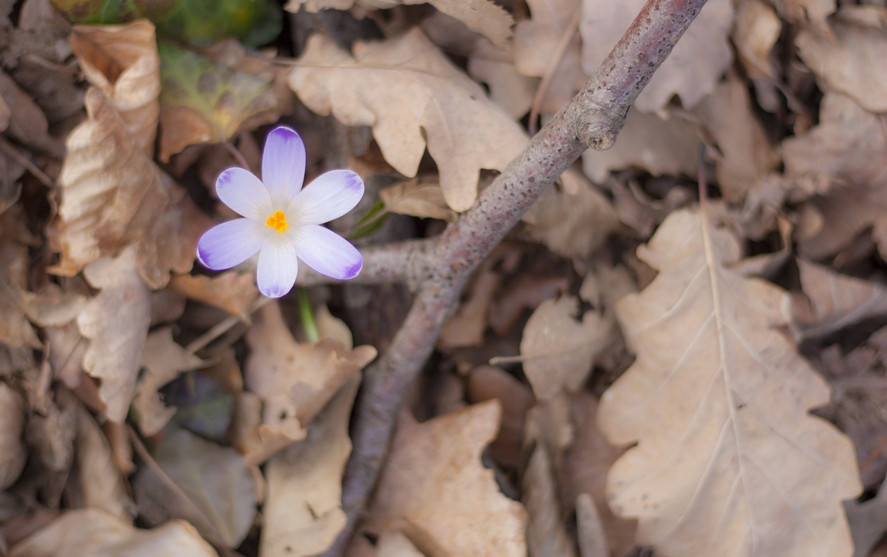 spring nature flower free photo