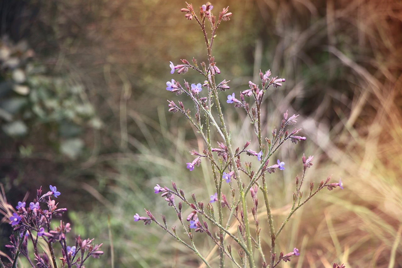 spring flowers israel free photo