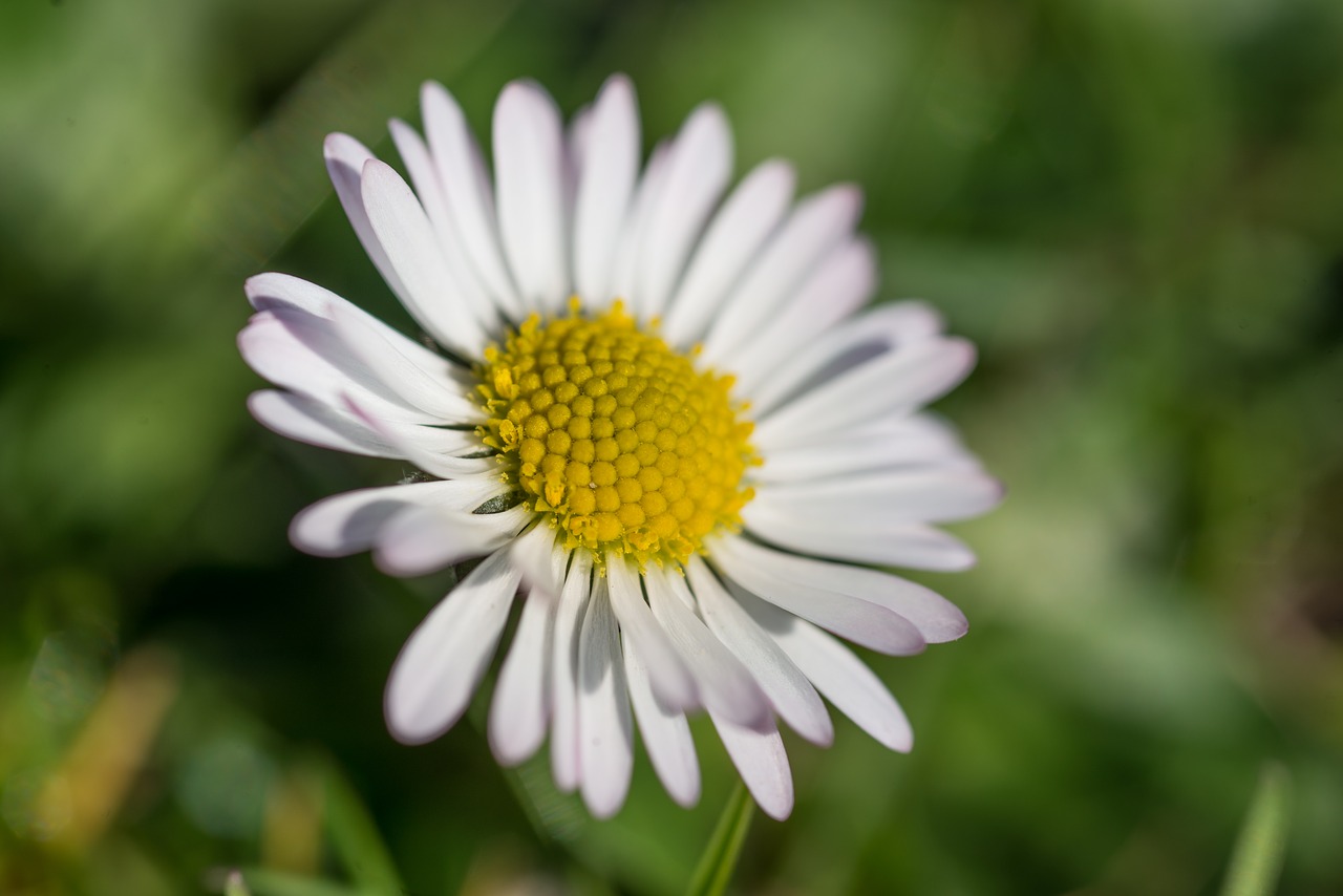 spring daisy blossom free photo