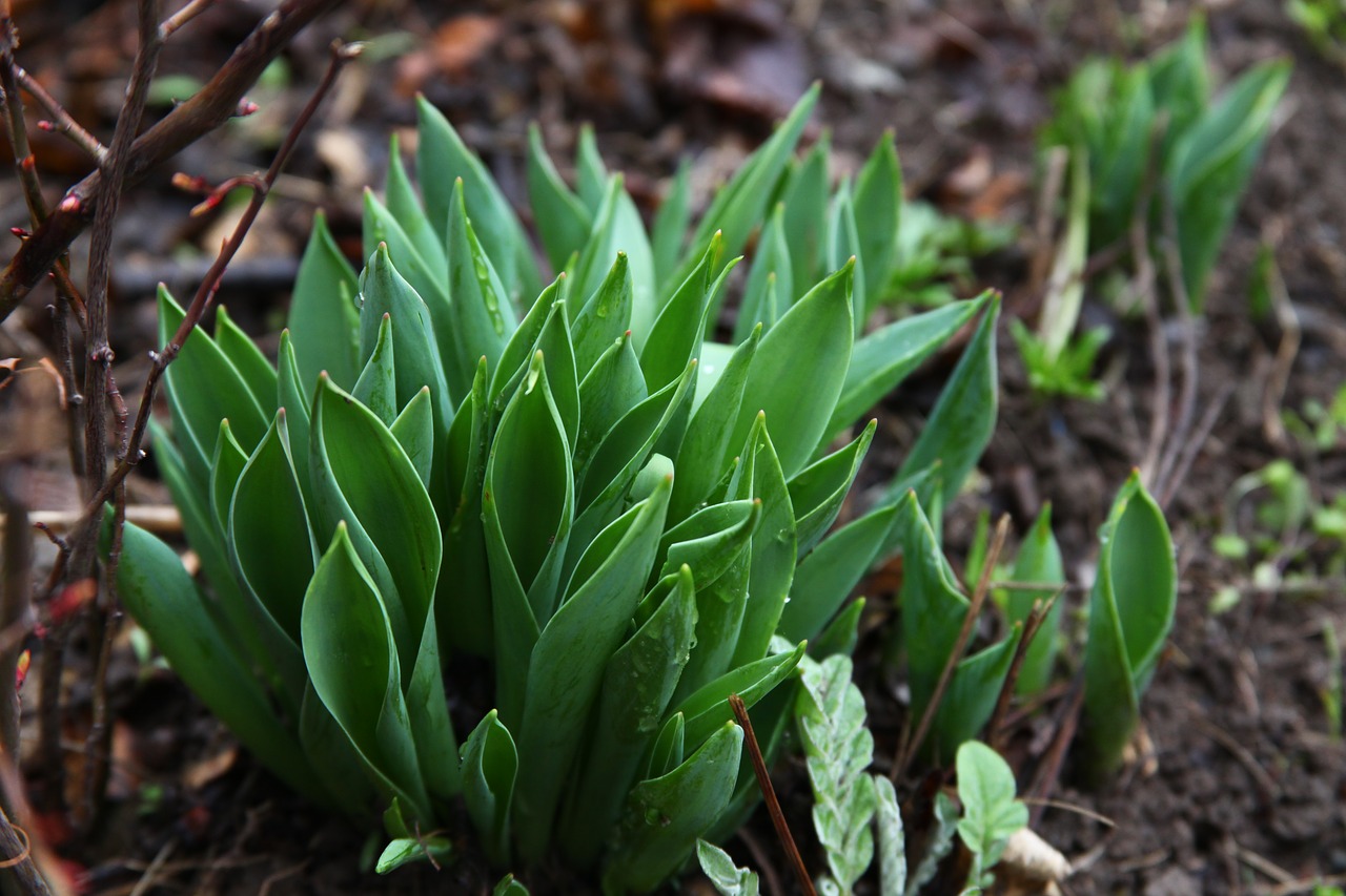 spring tulips green grass free photo