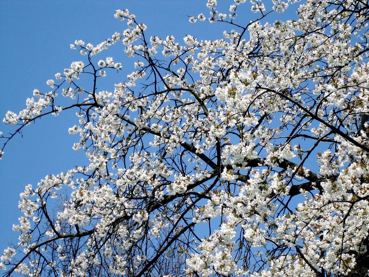 spring blossom bloom free photo