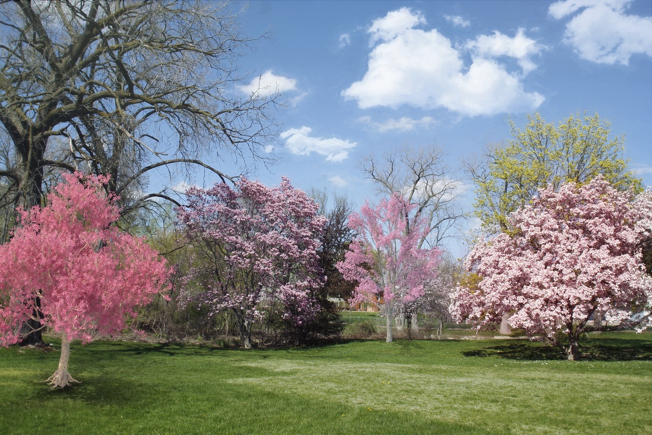 spring flowering trees pink free photo