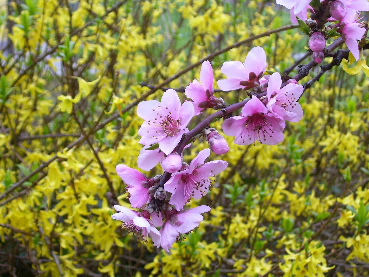 spring pesco flower free photo