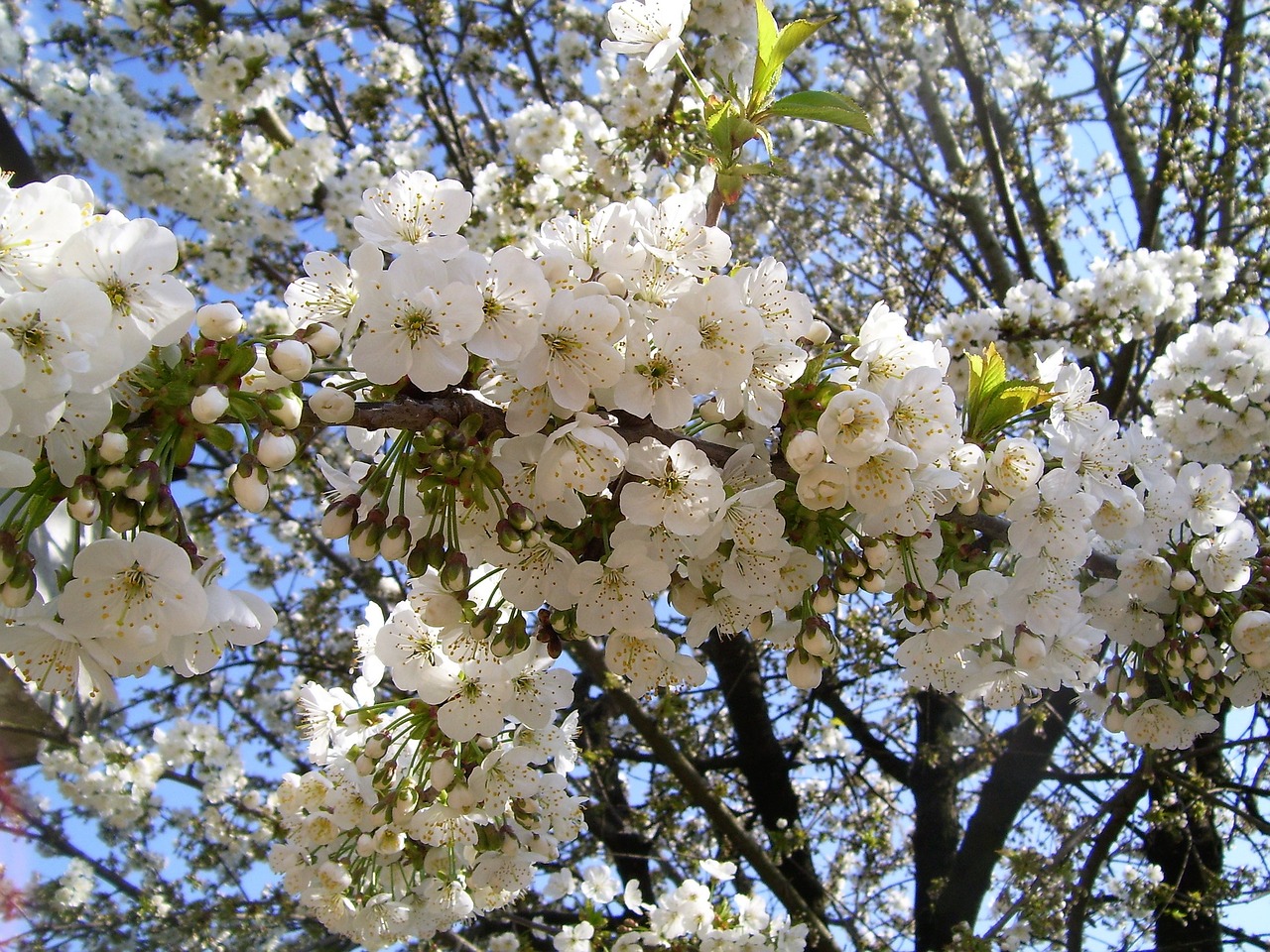 spring bloom cherry free photo