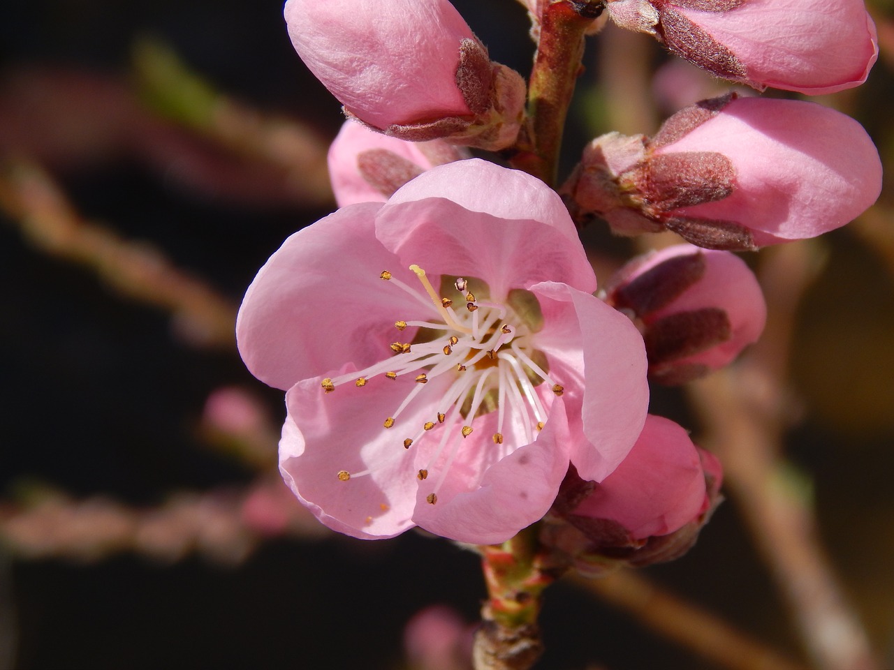 spring peach color free photo