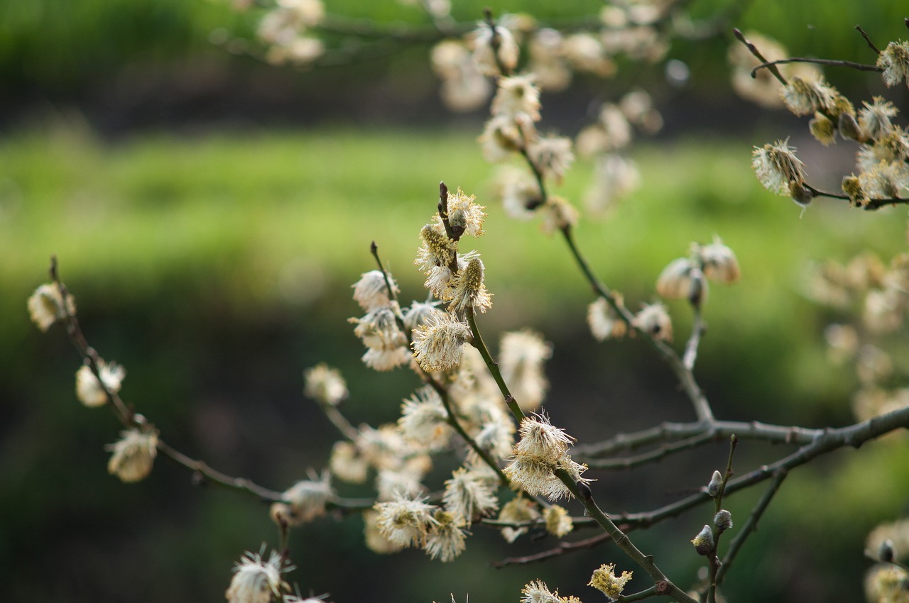 spring green nature free photo