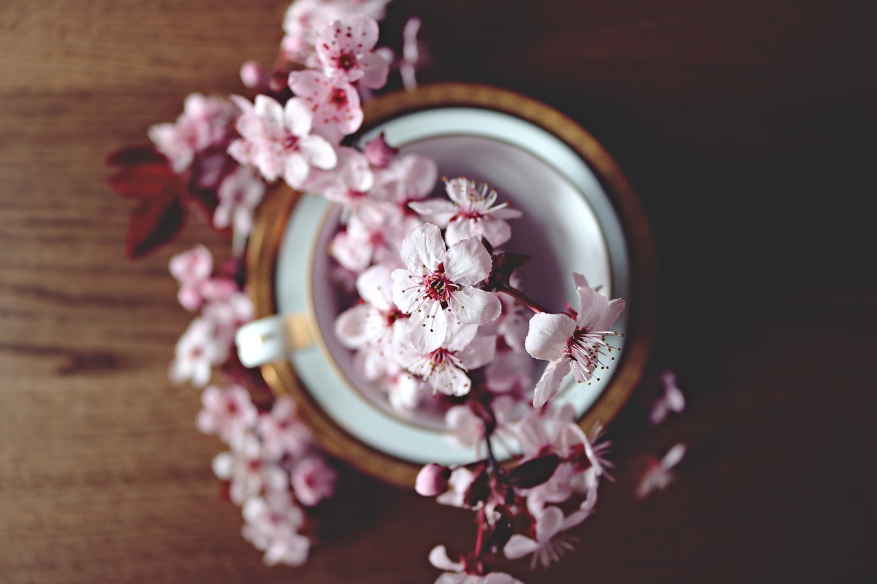 spring cherry bloom free photo