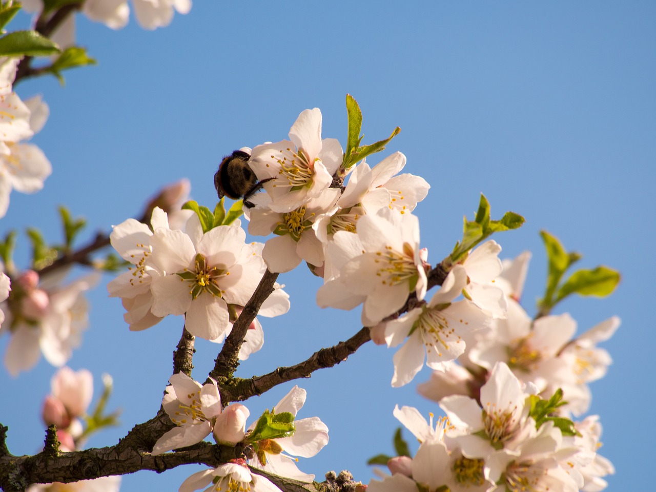 spring blossom bloom free photo