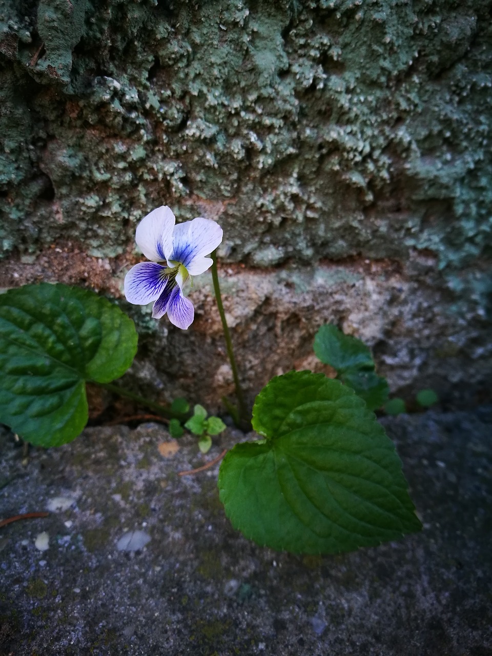 spring flower spring flower free photo