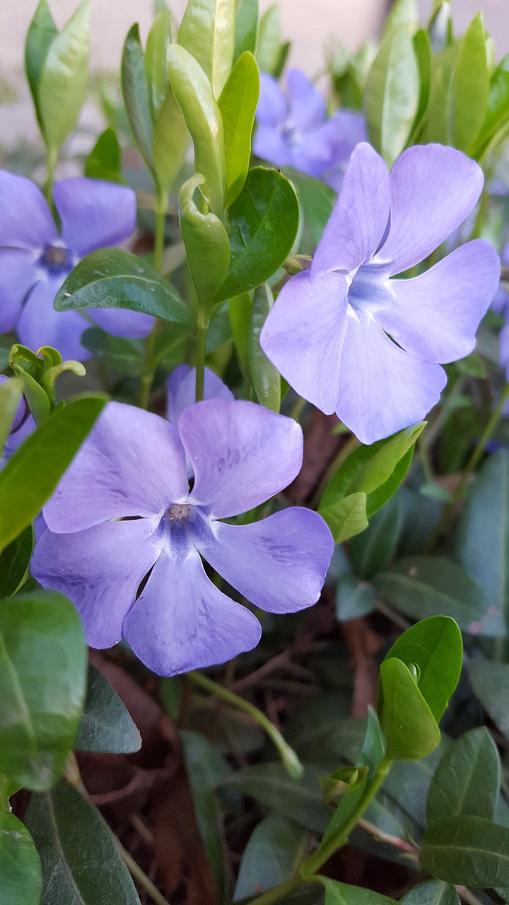 spring flowers forest flowers free photo