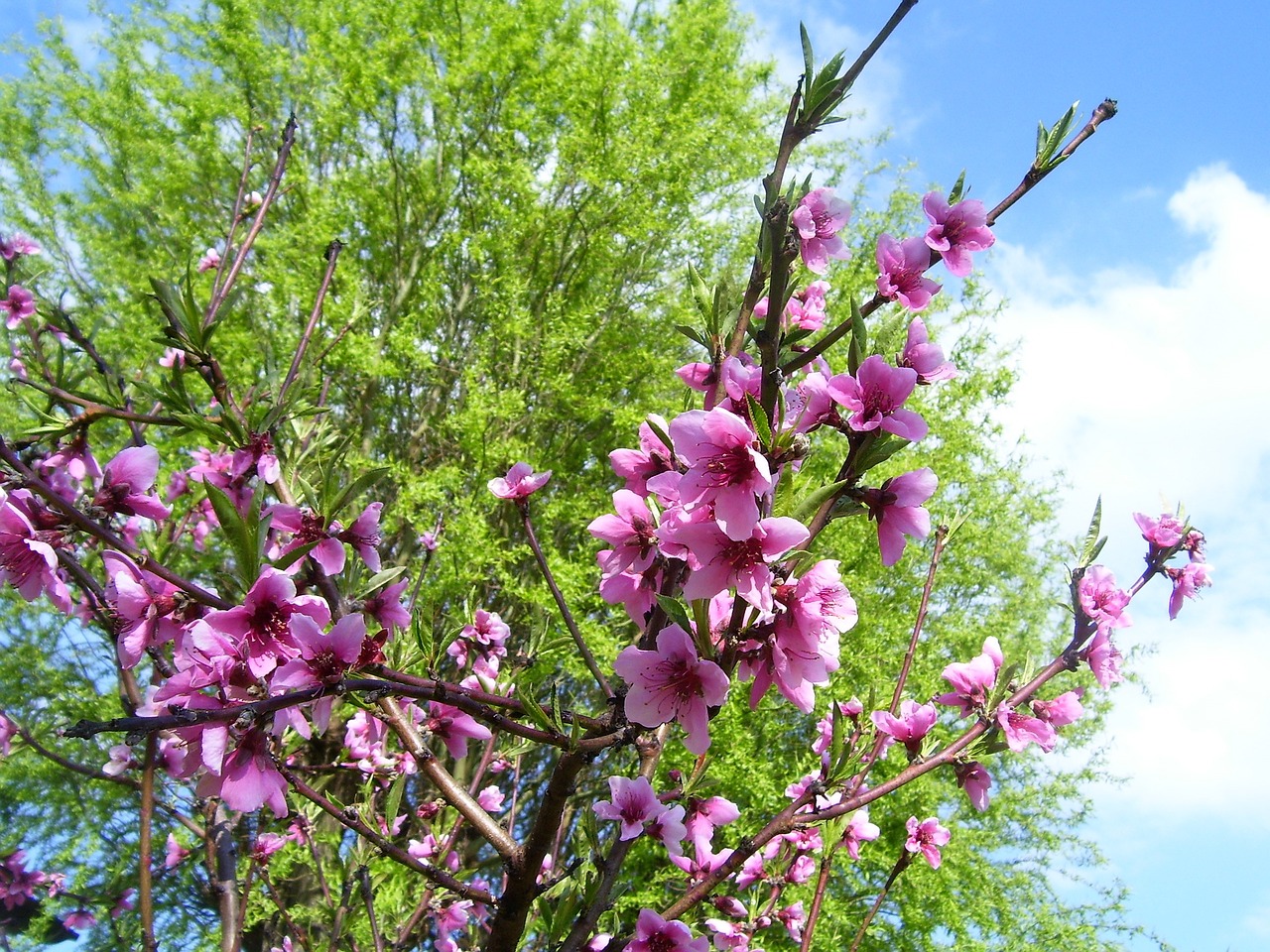 spring pesco bloom free photo