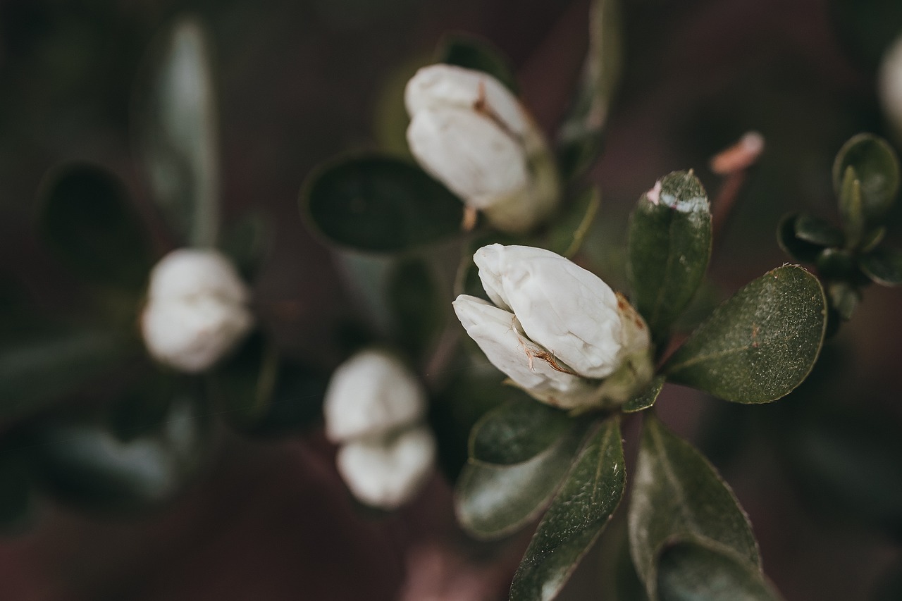 spring buds flower free photo