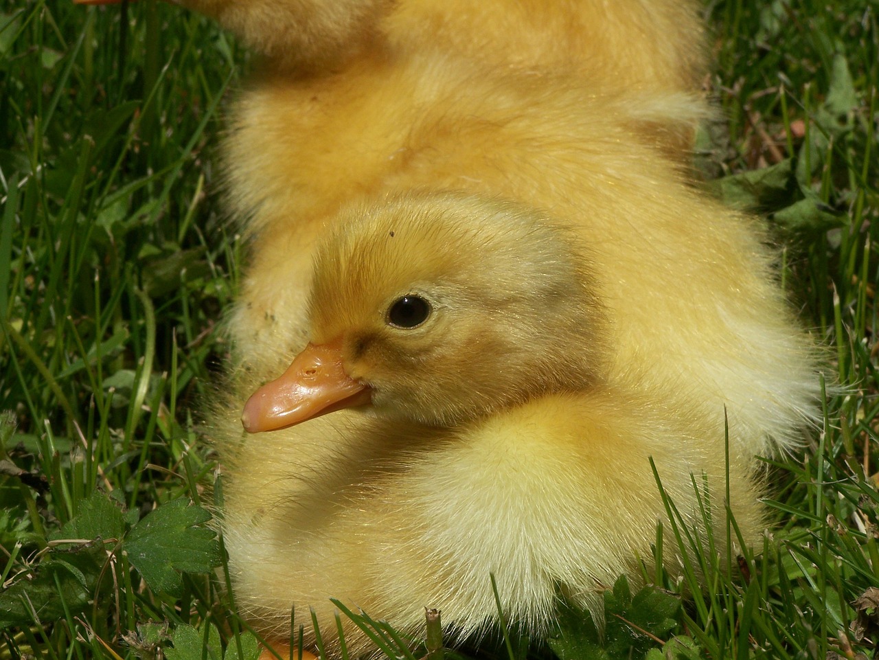 spring duckling cute free photo