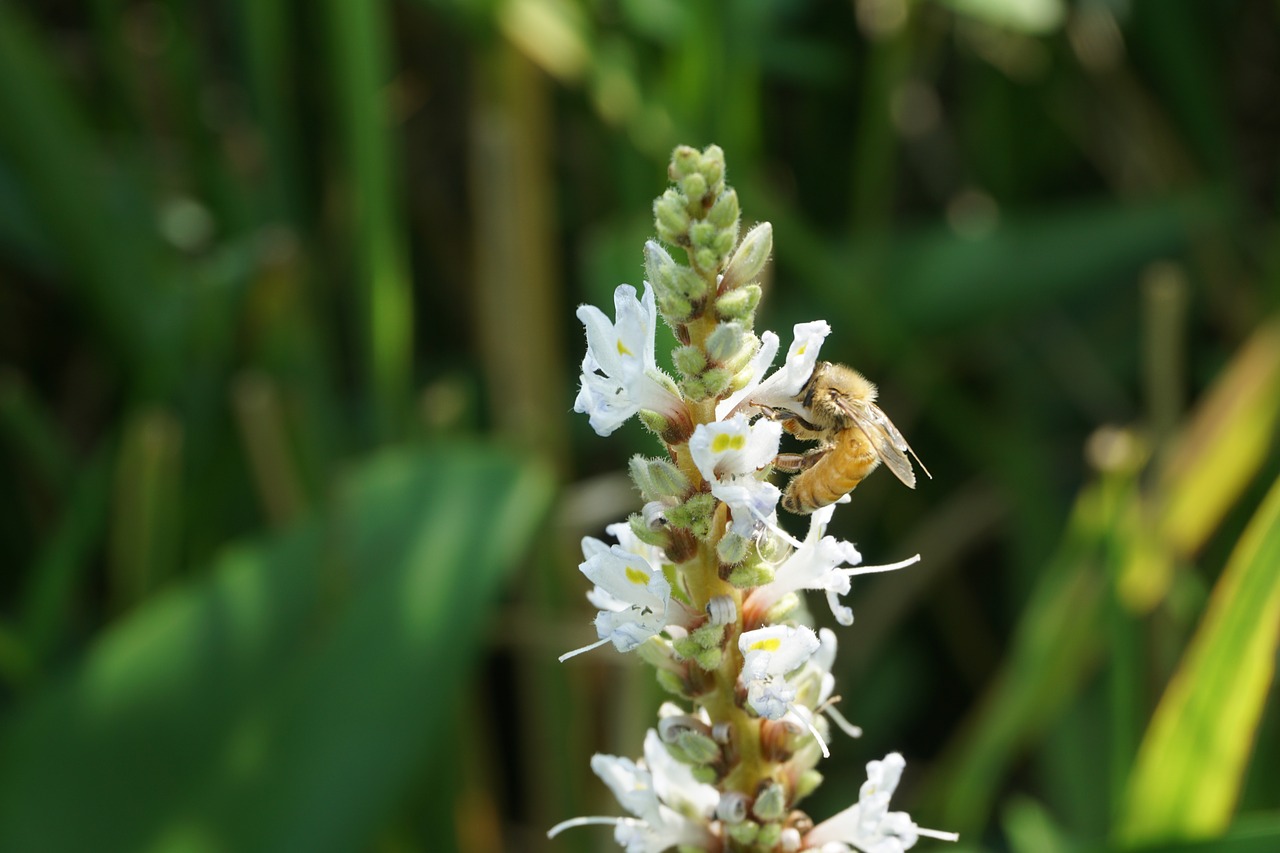 spring bee flowers free photo