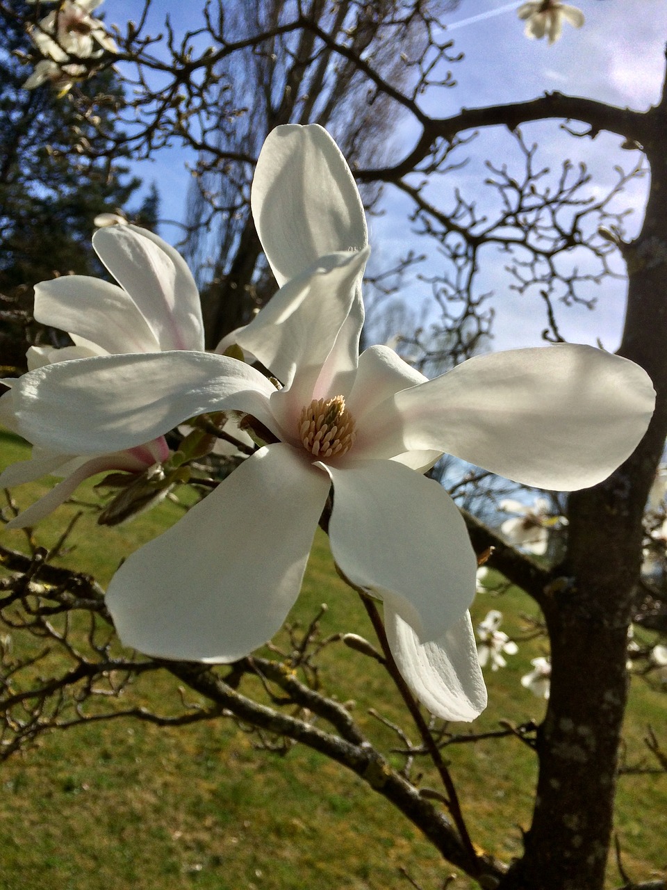 spring flowers magnolia free photo