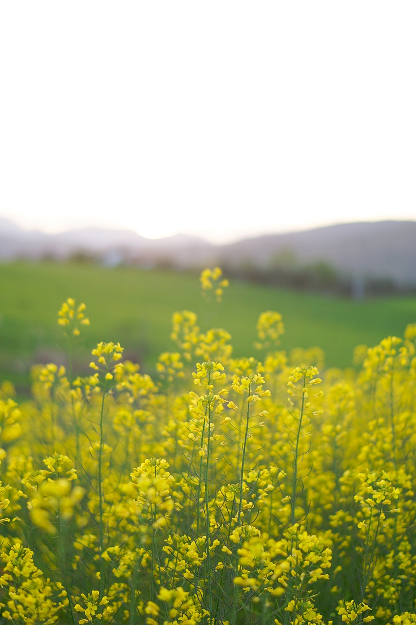 spring flowers spain free photo