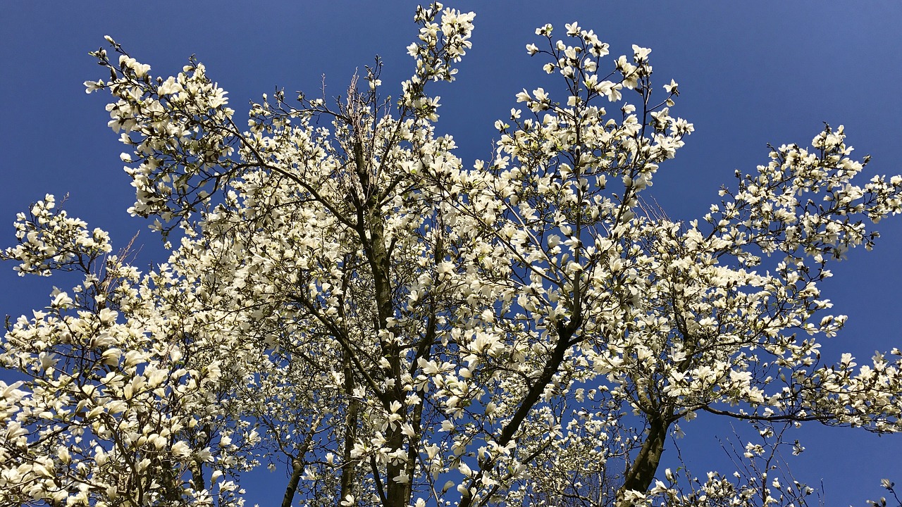 spring blossom bloom free photo