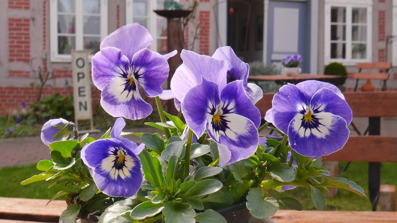 spring purple flowers free photo