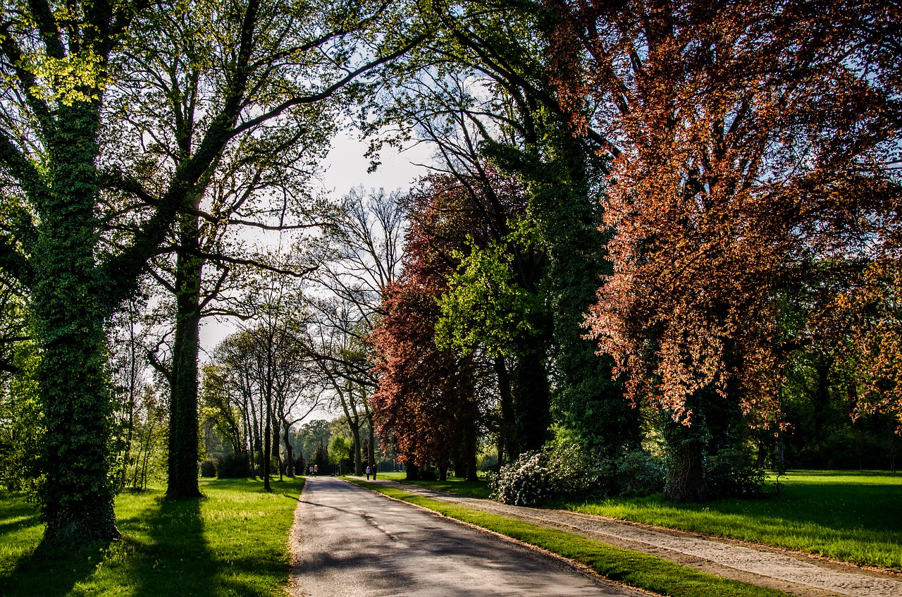 spring in the park sun nature free photo